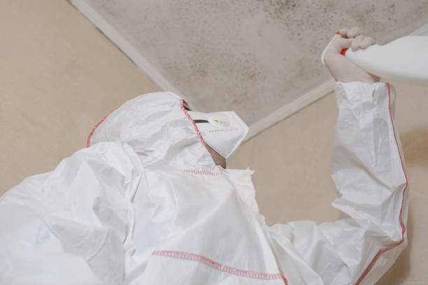 Best Attic Mold Removal  in USA